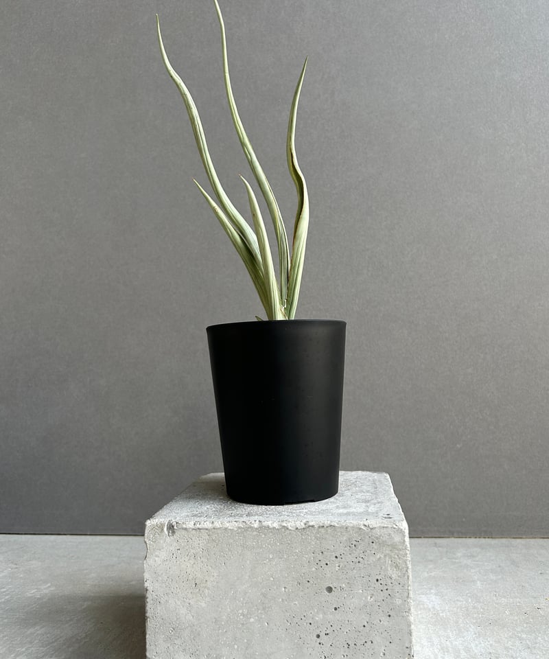 サンセベリア シルバー スパイラル「Sansevieria Silver Spiral (f