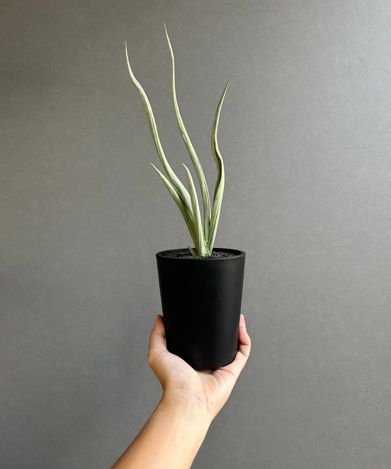 サンセベリア シルバー スパイラル「Sansevieria Silver Spiral (f