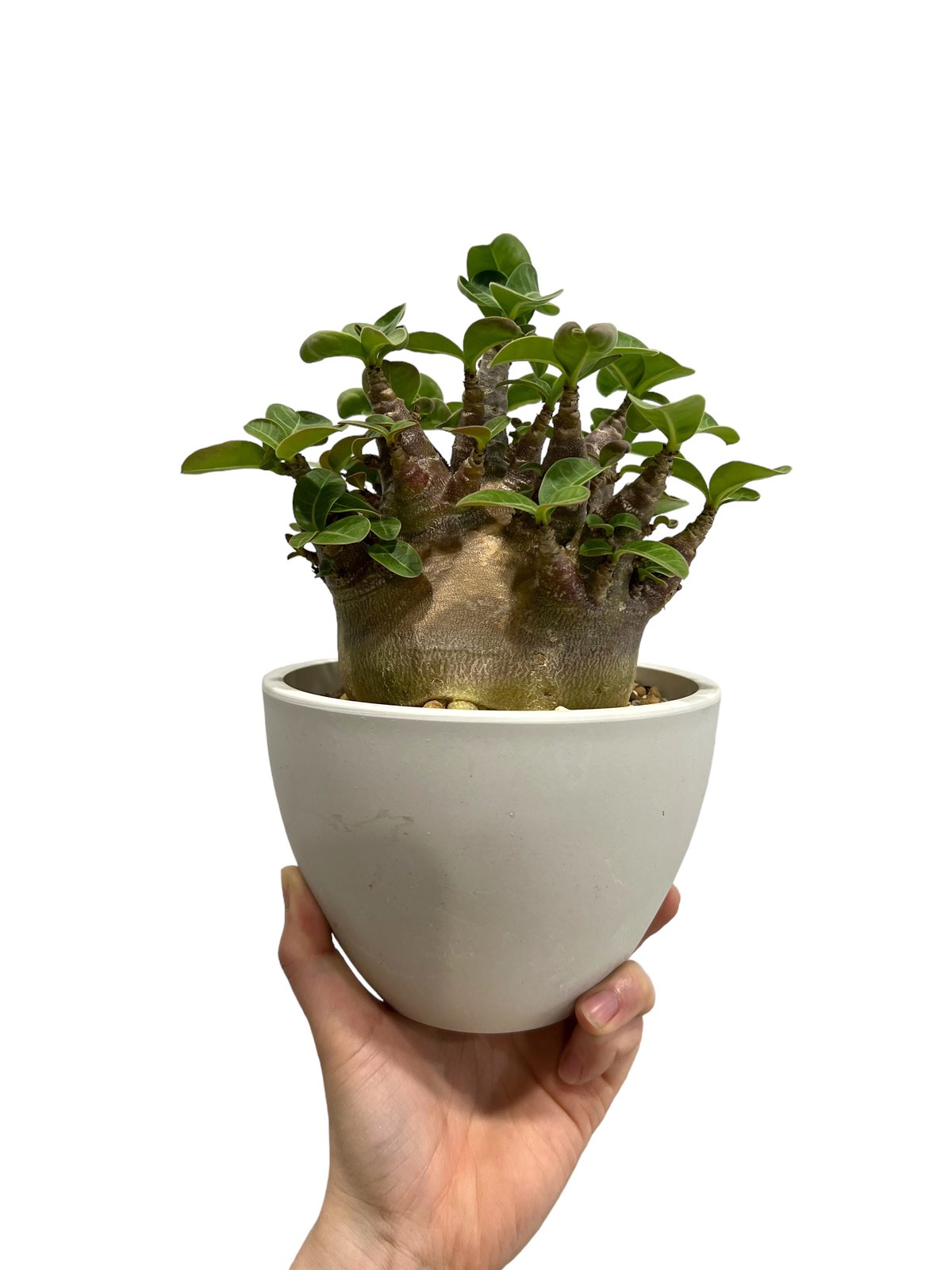 【希少種】　極太　アデニウム　ウワン アユタヤ　5号 アラビカム　ドワ 希少種】 極太 アデニウム ウワン アユタヤ 5号 アラビカム ドワ