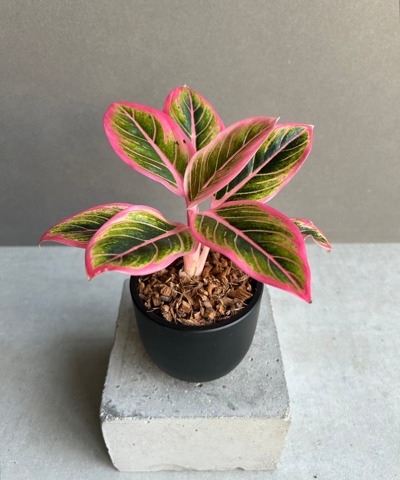 アグラオネマ ロータス デライト 「Aglaonema Lotus Delight」81L |
