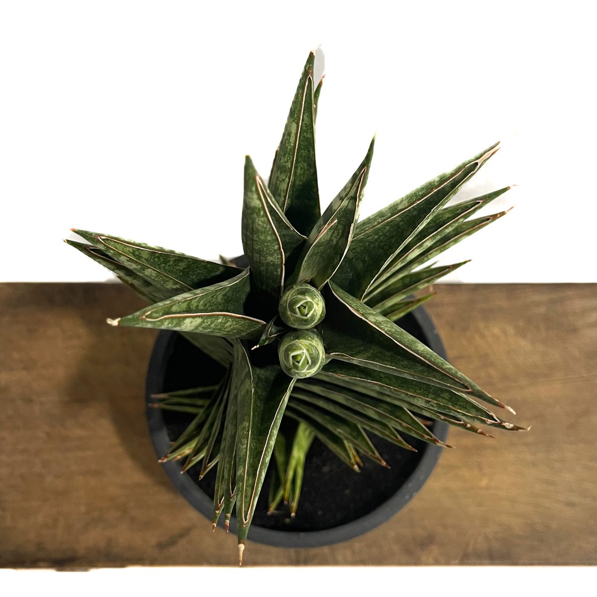 EMP サンセベリア アンヤマニーハイブリッド ドワーフEM1 / SA264 EMP サンセベリア アンヤマニーハイブリッド ドワーフEM1 / SA264