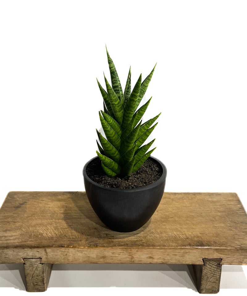 サンセベリア チャイ チャナ 「Sansevieria Chai Chana 」89G-3 |