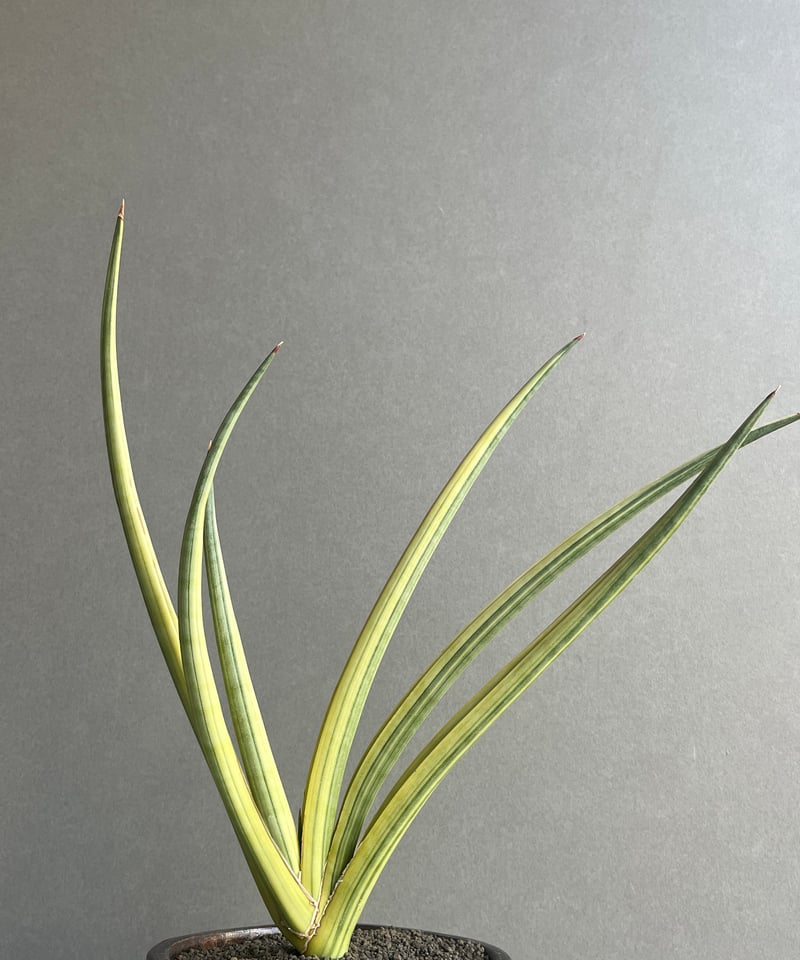 サンセベリア ロイヤル クラウン 斑入 “選抜個体”+ YON-HACHI