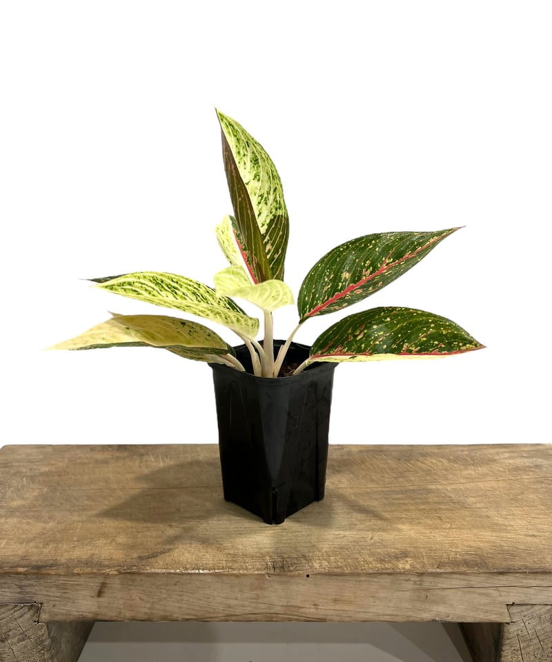 アグラオネマ レガシー “変異種” 「Aglaonema Legacy “Mutation