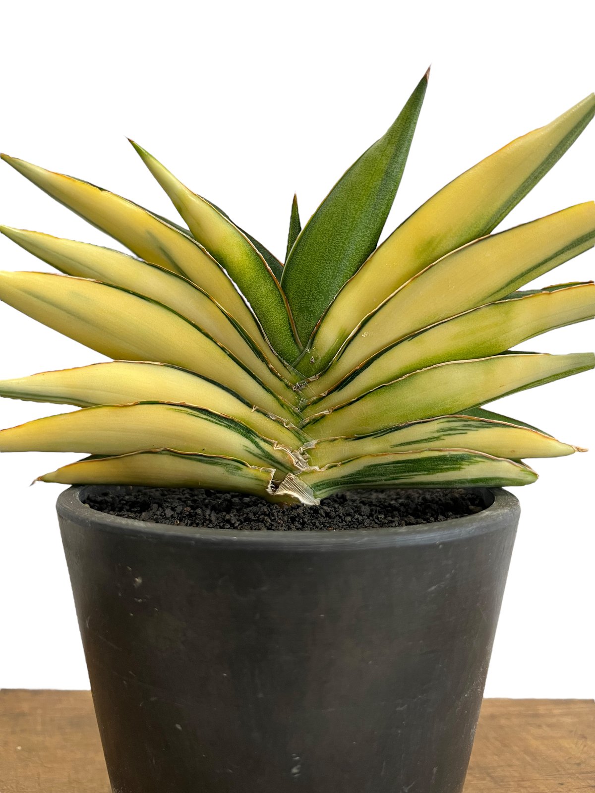 サンスベリア サワディ 斑入 S. Sawasdee Variegated 【公式通販】