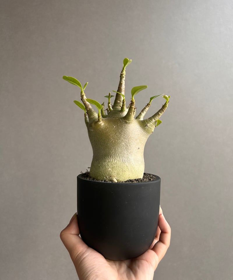 アデニウム アラビカム スーパー ドワーフ “ブラック” 「Adenium