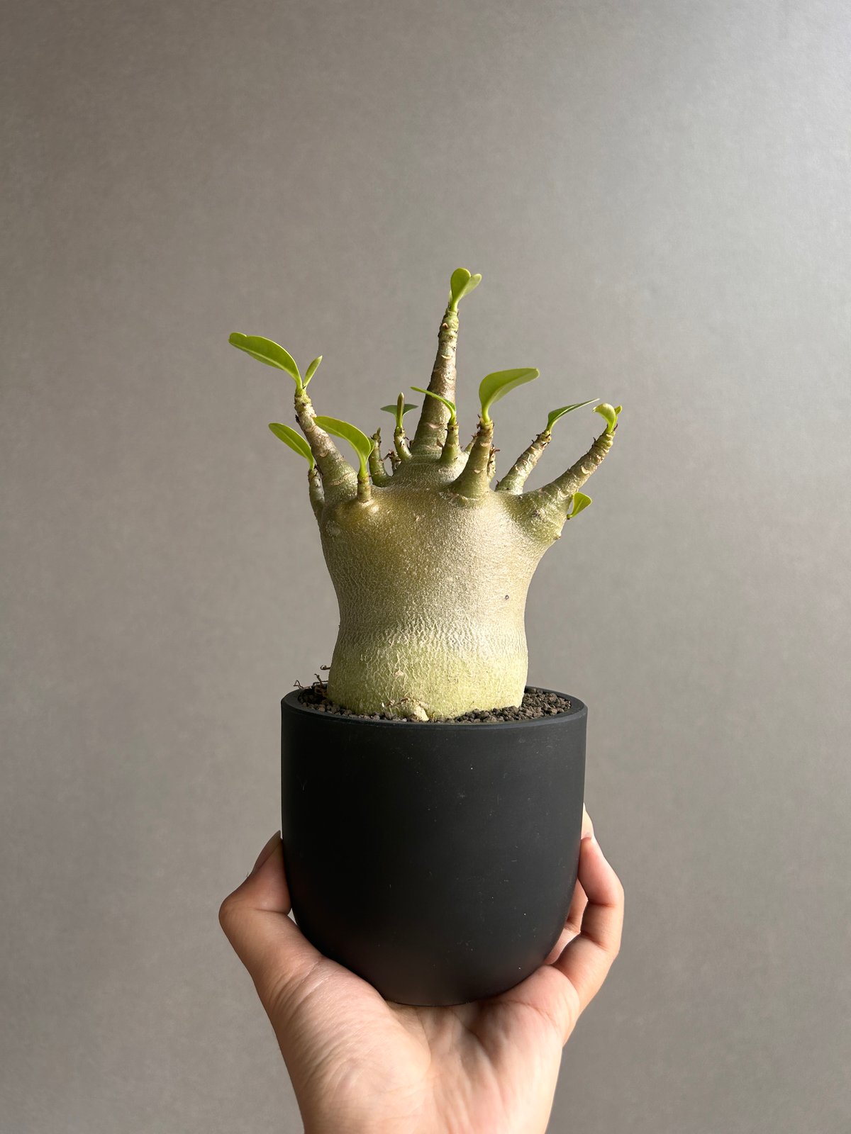 アデニウム アラビカム スーパー ドワーフ “ブラック” 「Adenium