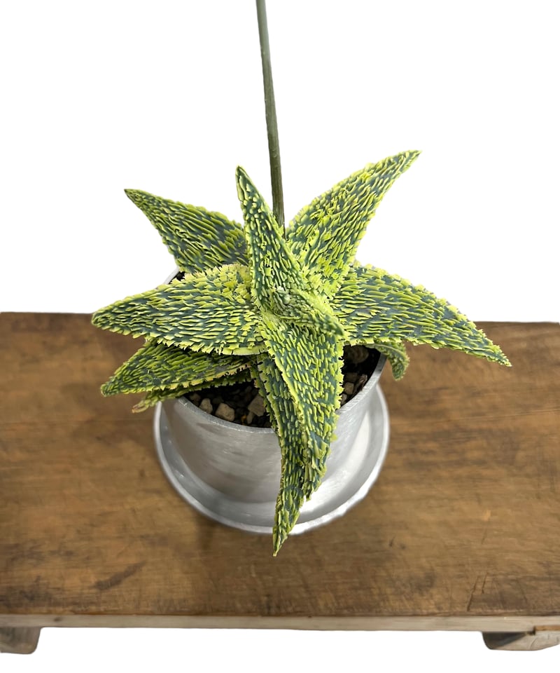 アロエ ハイブリッド “選抜個体” 「Aloe Hybrid “Select アロエ ハイブリッド “選抜個体” 「Aloe Hybrid “Select