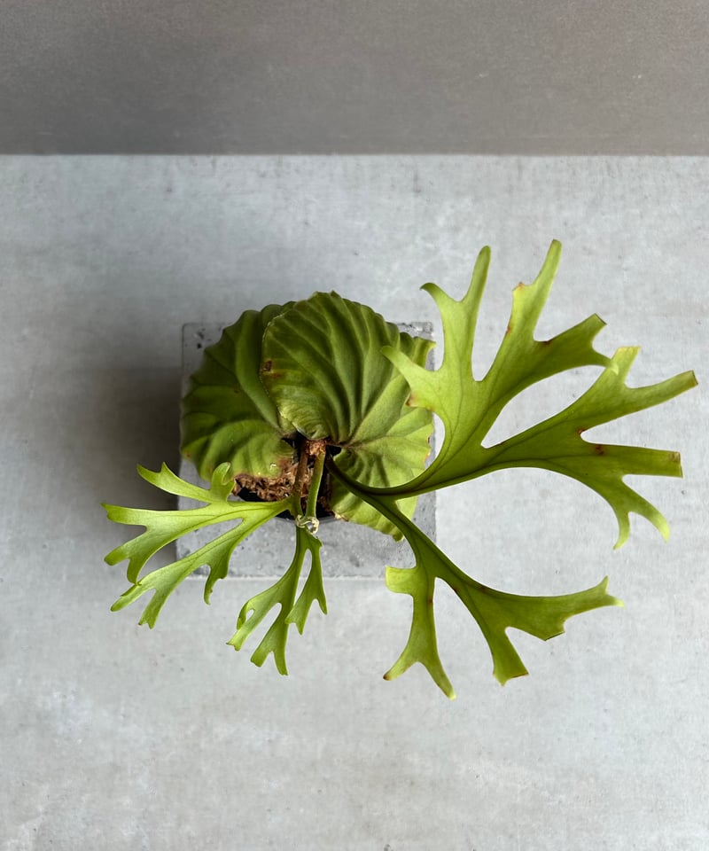 ビカクシダ リドレイ “パカラン”「Platycerium ridleyi “Pakarang