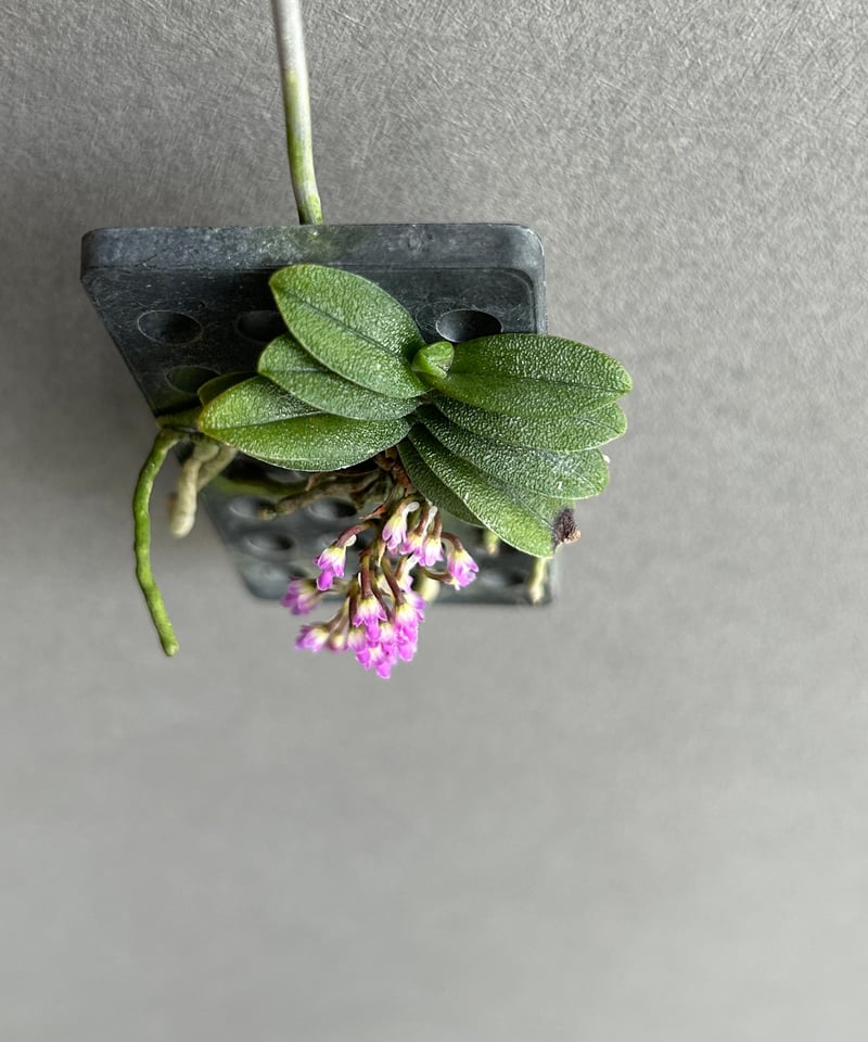 ショエノルキス フラグランス 「Schoenorchis fragrans」87F | SHO