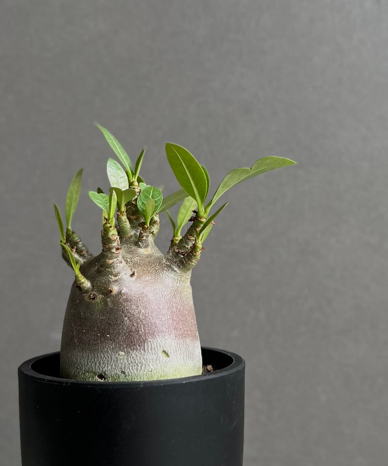 アデニウム アラビカム スーパー ドワーフ “ブラック” 「Adenium