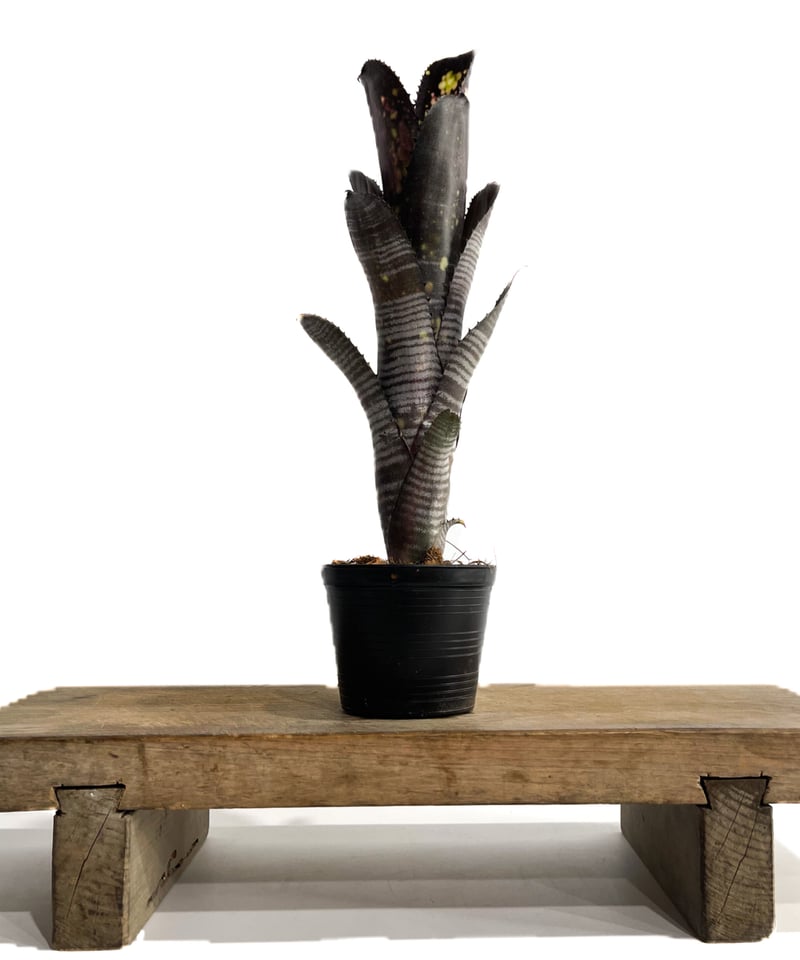 ビルベルギア ダースベイダー「Billbergia 'Darth vader'」2/2 ビルベルギア ダースベイダー「Billbergia 'Darth vader'」2/2