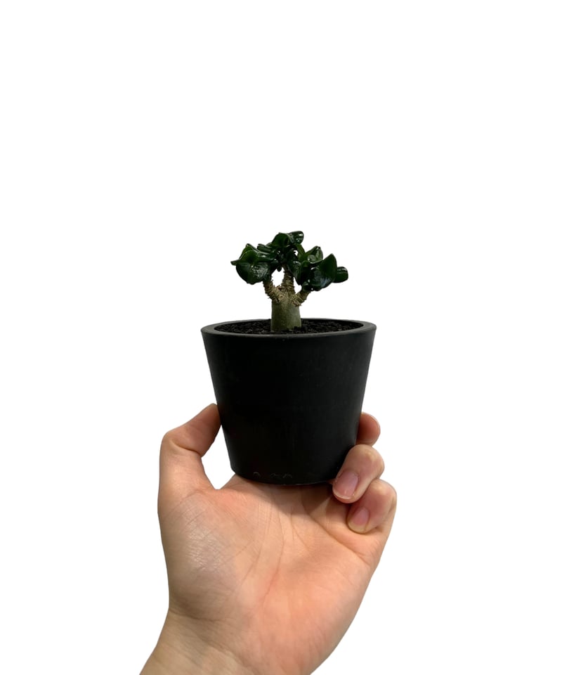 アデニウム D.H.A (獅子葉) ドワーフ 「Adenium D.H.A (Dorset H アデニウム D.H.A (獅子葉) ドワーフ 「Adenium D.H.A (Dorset H