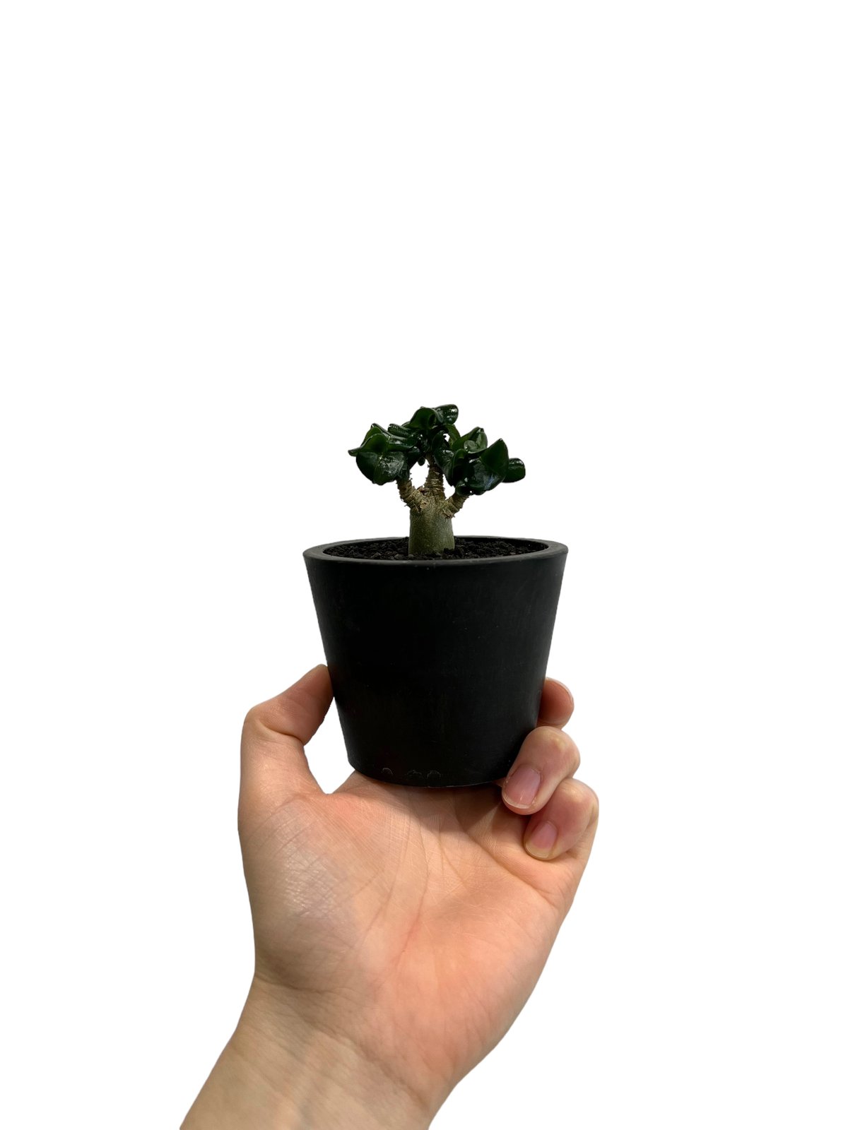 【極美/獅子葉/アデニウム】Dorset Horn Adenium 鉢植え 極美/獅子葉/アデニウム】Dorset Horn Adenium 鉢植え -E