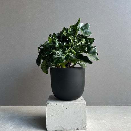 フィロデンドロン カロッスム しばらく養生させておいた株、フィロデンドロン・カローサム