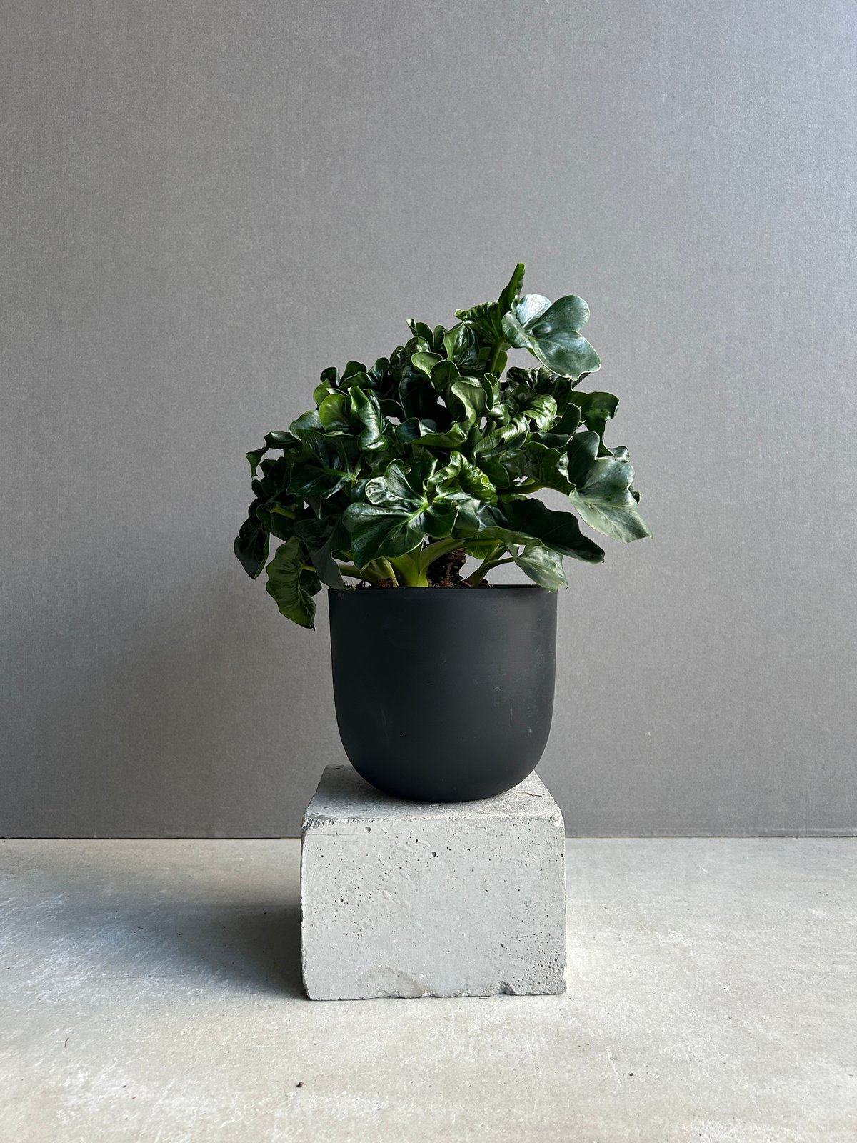 フィロデンドロン セローム 