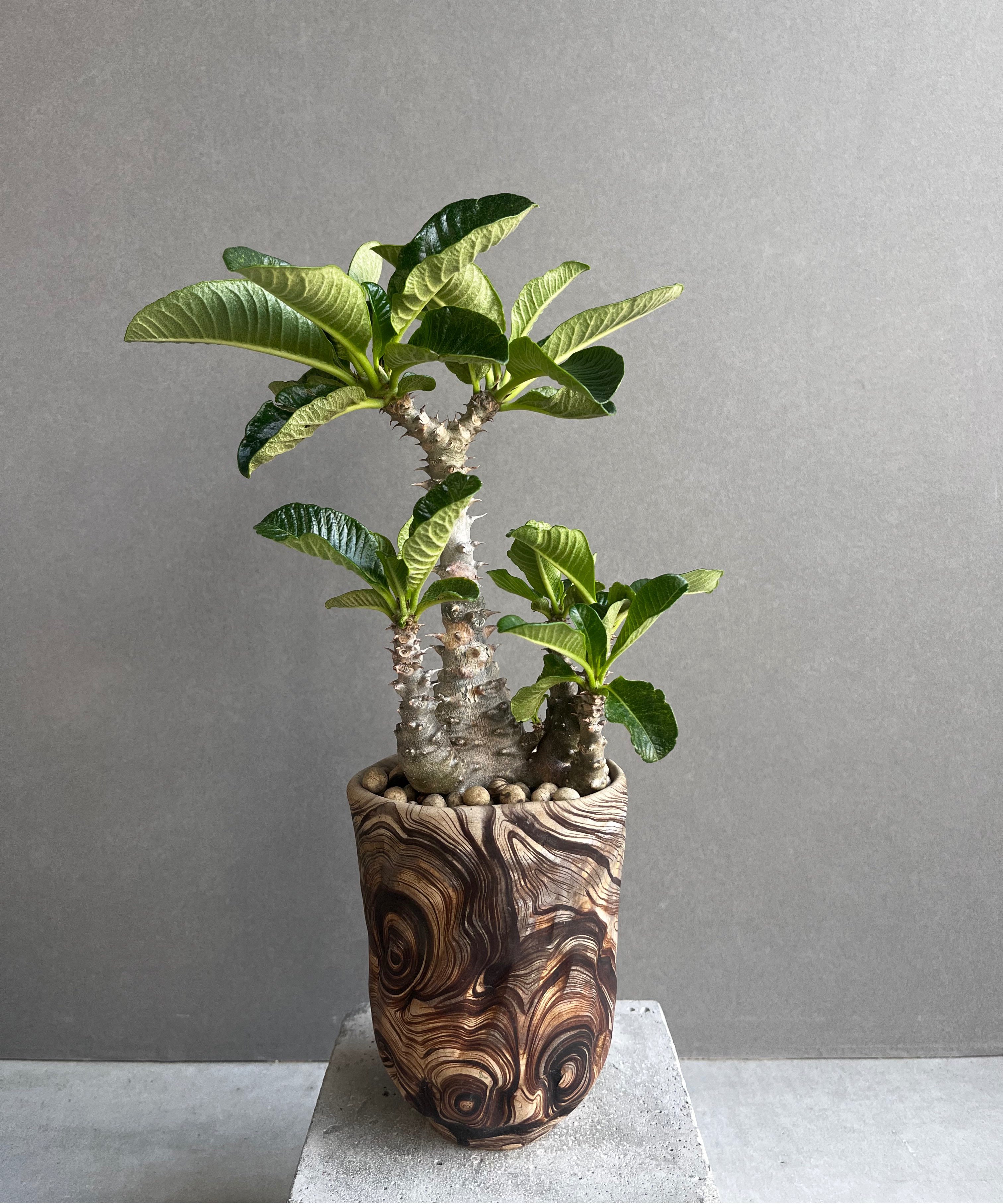 パキポディウム ウィンゾリー (実生苗) + plantsmonsters pot 「Pach