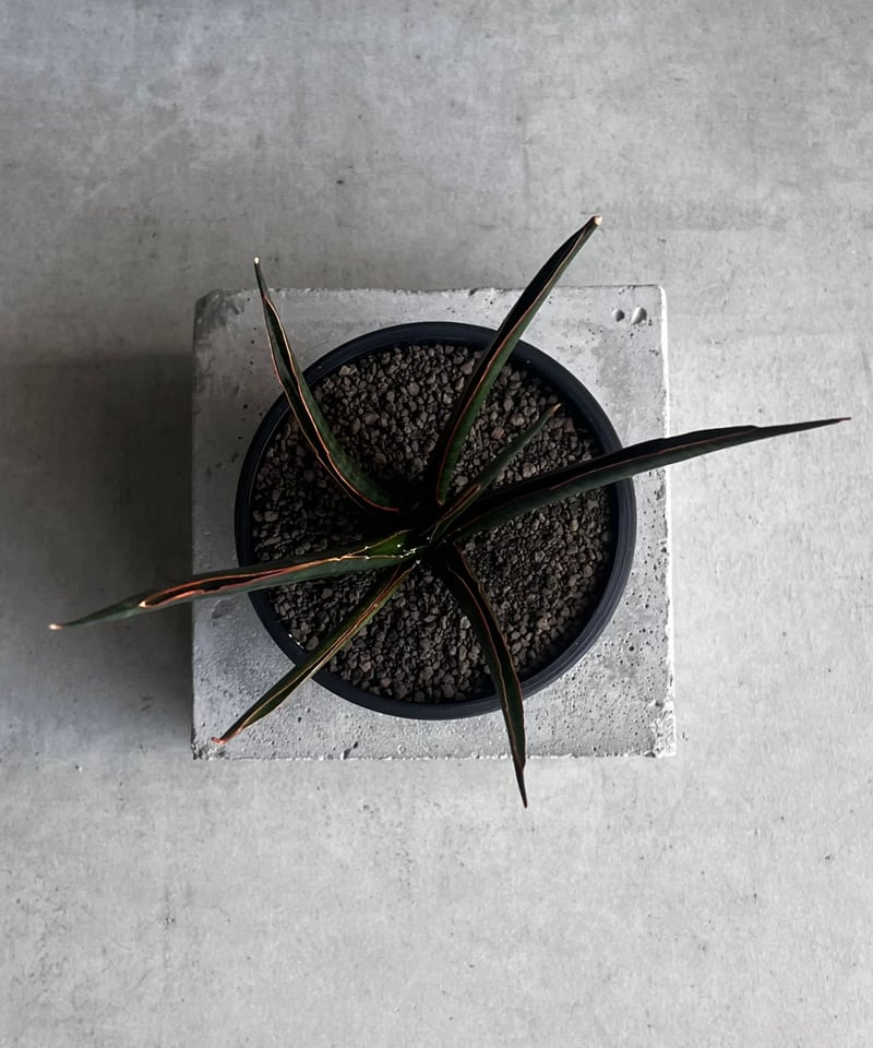 サンセベリア ブラック カラバオ 「Sansevieria Black Carabao (by