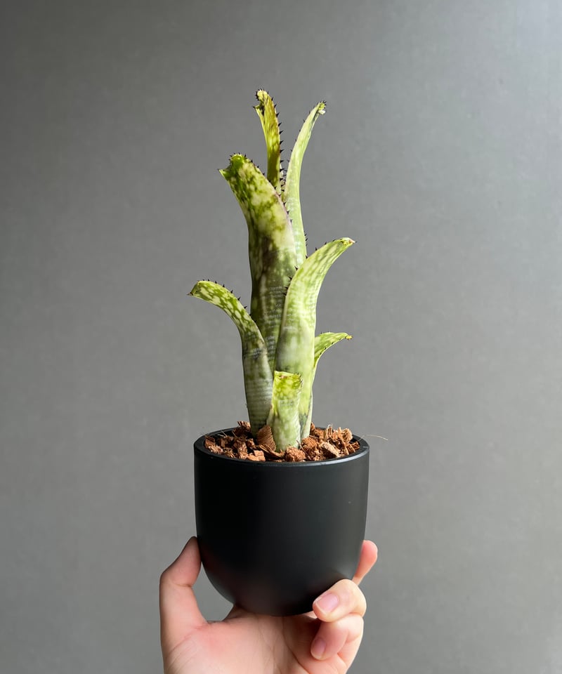 ビルベルギア ライム ストーン 「Billbergia Limestone」2D | SHOU