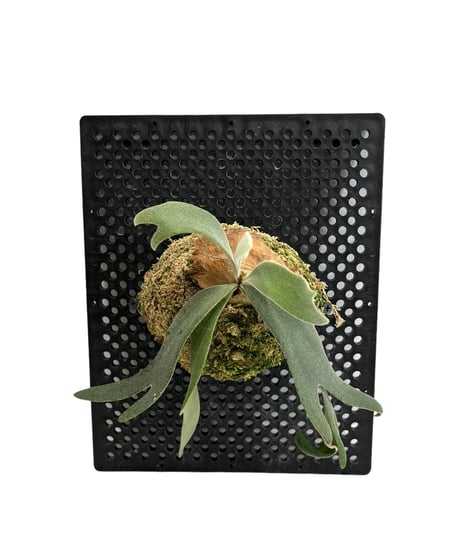 CATEGORY 60,001円～80,000円 | SHOUCHIKUEN