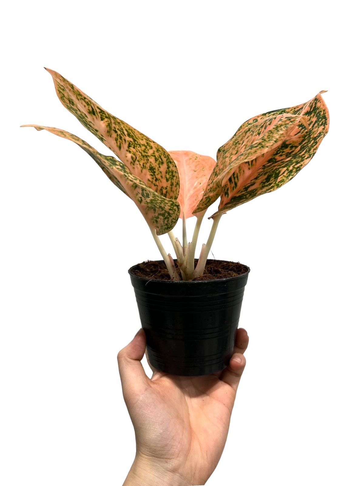 アグラオネマ スターダスト オレンジ 「Aglaonema Stardust Orange」1
