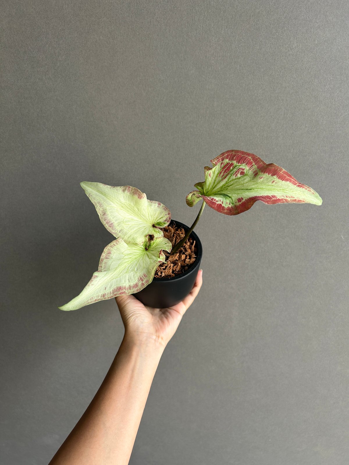 カラジウム　カラジューム　タイハイブリッド　ヒラヒラ系 カラジウム カラジューム タイハイブリッド ヒラヒラ系 カラジウム