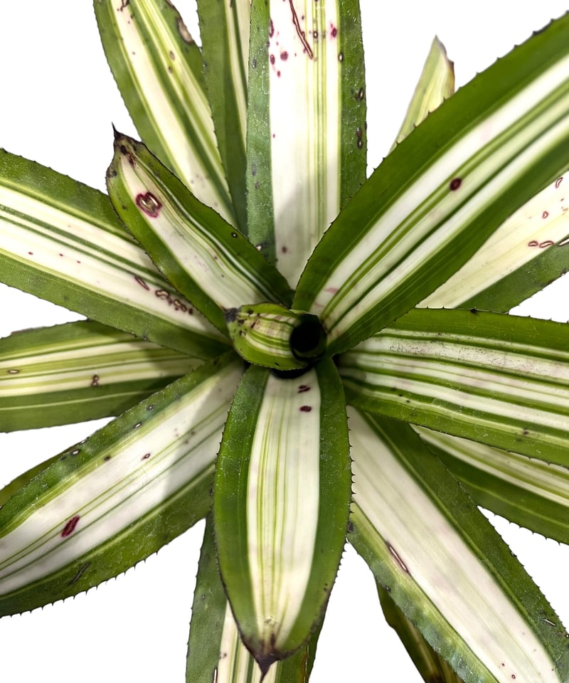 エクメア バート 斑入り「Aechmea Bert variegated」94F-4 | SH