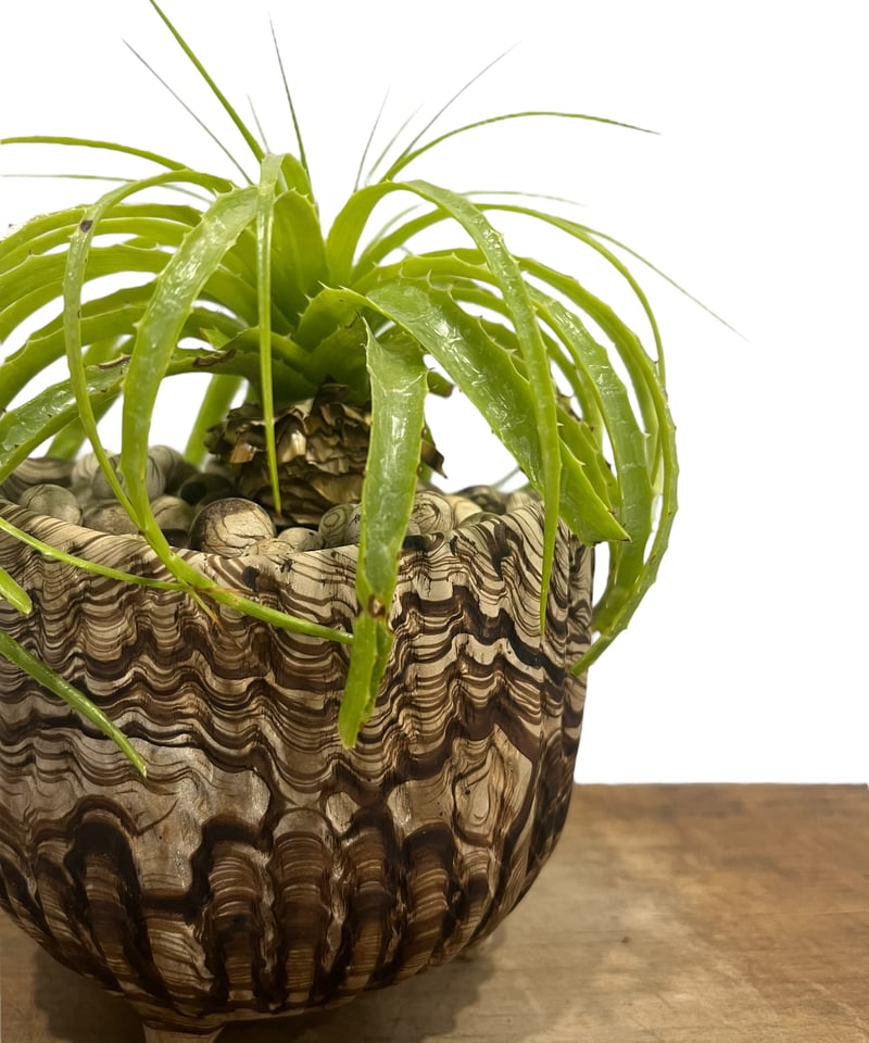 エンコリリウム ホリダム+ pmp 「Encholirium horridum 」10S |