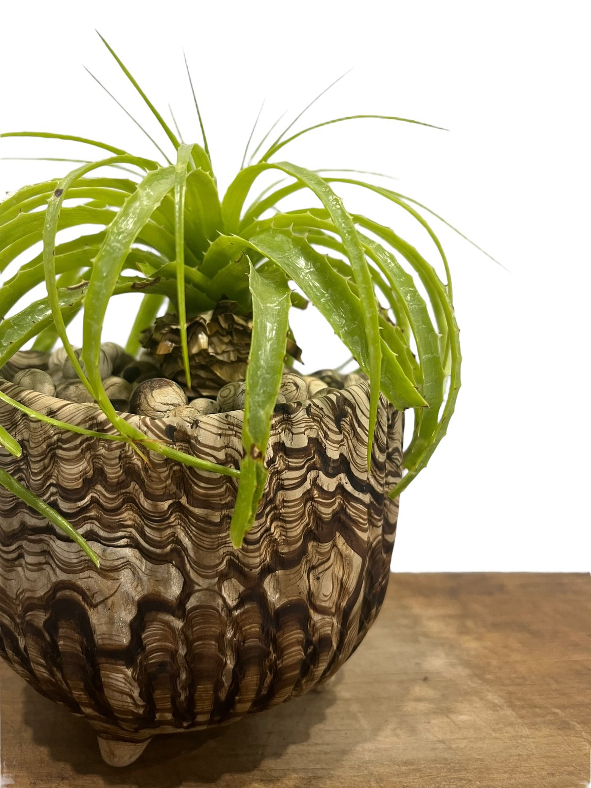 エンコリリウム ホリダム+ pmp 「Encholirium horridum 」10S |