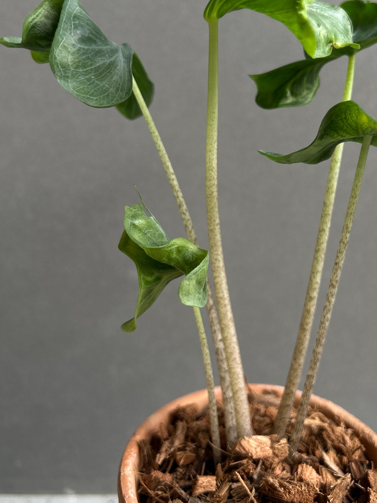 アロカシア フラミンゴ “変異種”+terracotta pot 「Alocasia Flam