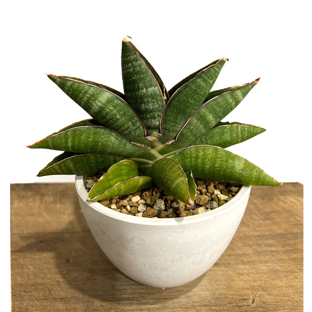 Rambo Fightr leaf サンスベリア•サンセベリア