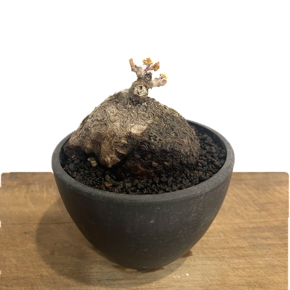 【美株】ステファニア カウィーサキー Stephania kaweesakii ステファニア カウィーサキー「Stephania Kaweesakii」9/17