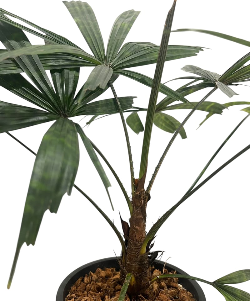 リクアラ　マッタネンシス　マプー リクアラ マッタネンシス マプ 「Licuala mattanensis 'Mapu