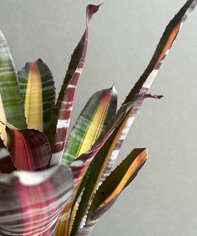 エクメア ロベルト メネスカル「Aechmea 'Roberto Menescal'」95I