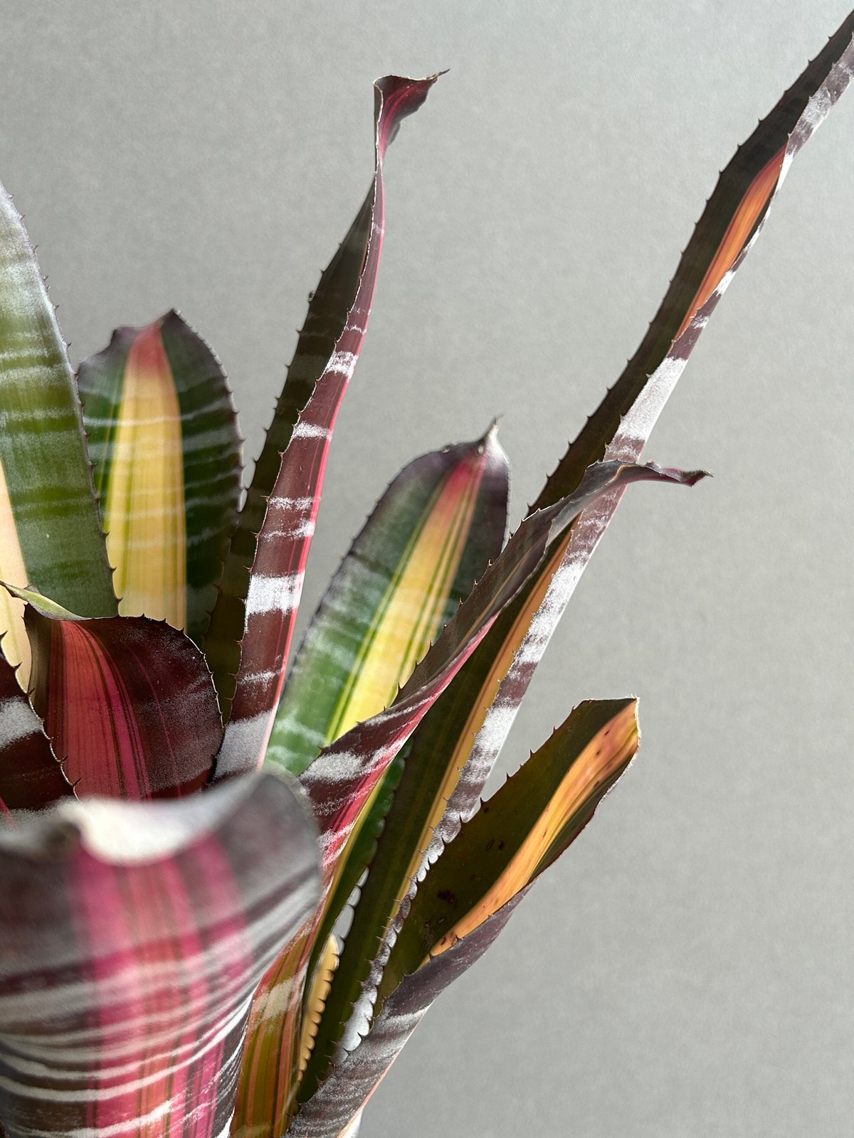 エクメア ロベルト メネスカル「Aechmea 'Roberto Menescal'」95I