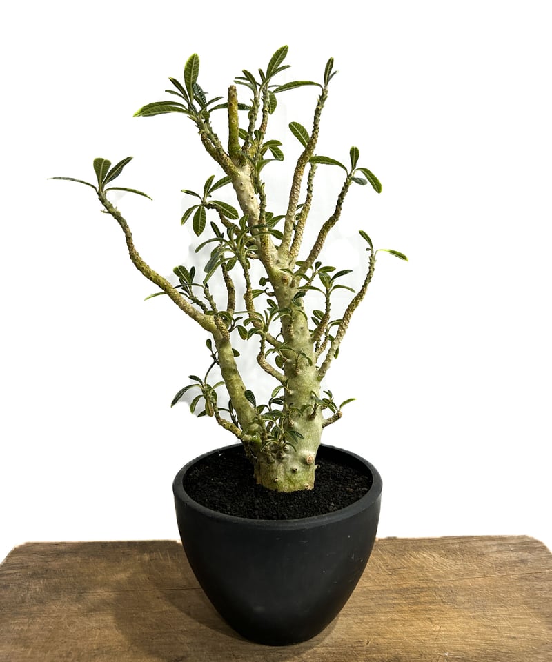 ドルステニア ギガス 実生苗「Dorstenia gigas (seedling)」5/29- ドルステニア ギガス 実生苗「Dorstenia gigas (seedling)」5/29-