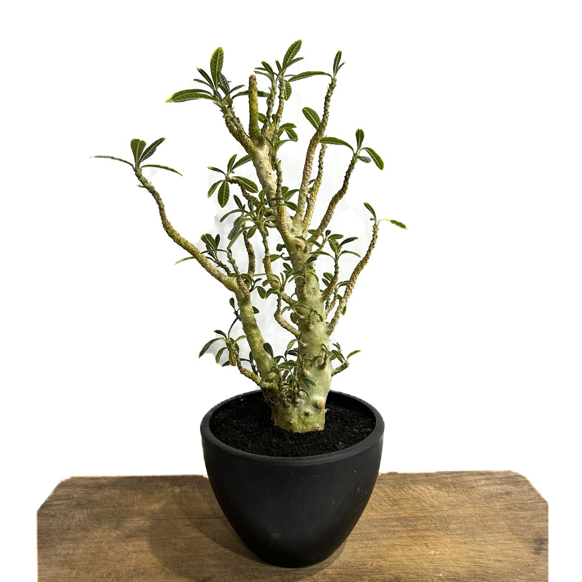 ドルステニア ギガス 実生苗「Dorstenia gigas (seedling)」5/29-