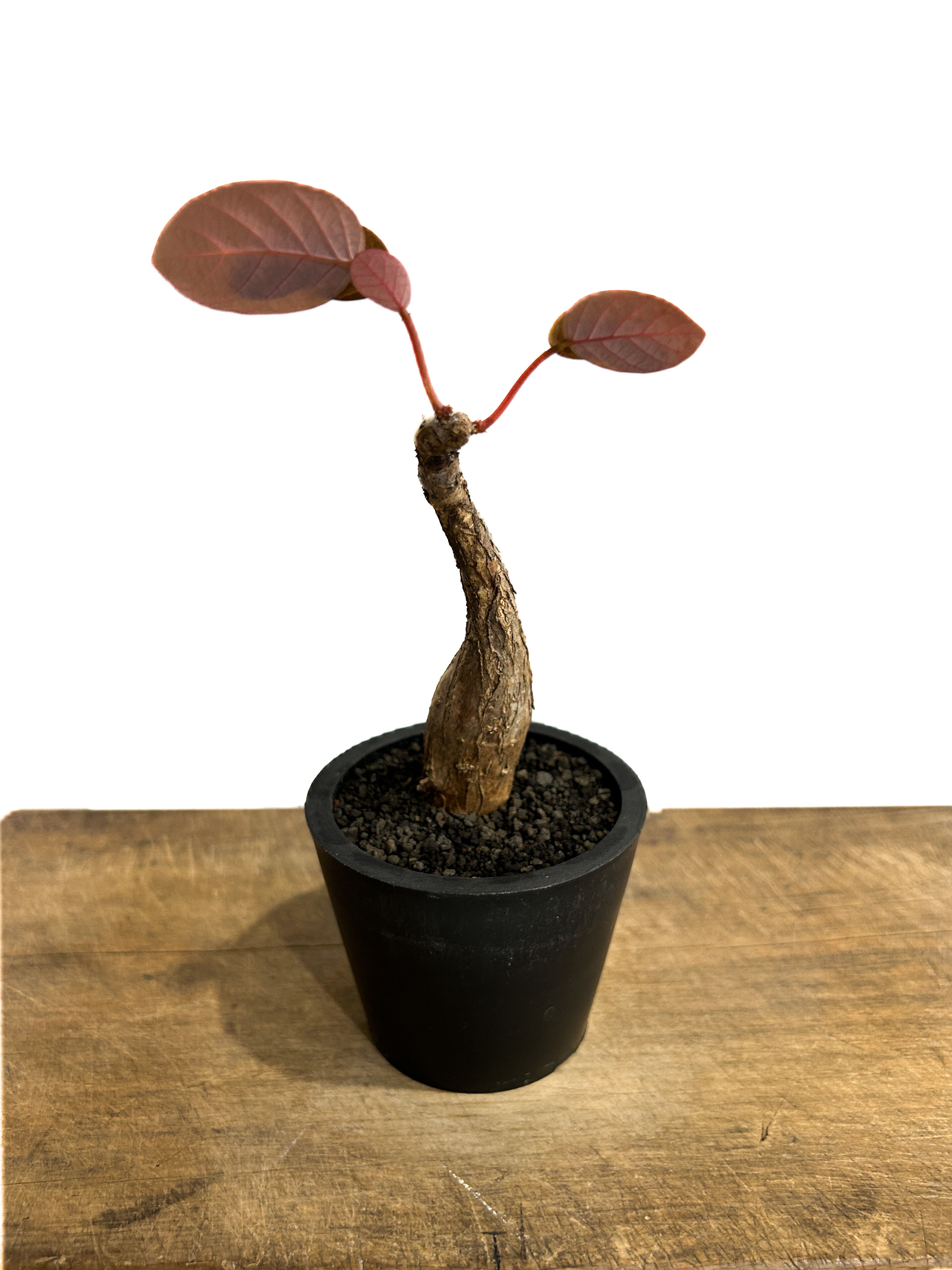 フィランサス ミラビリス「Phyllanthus mirabilis」5/29-644 | S
