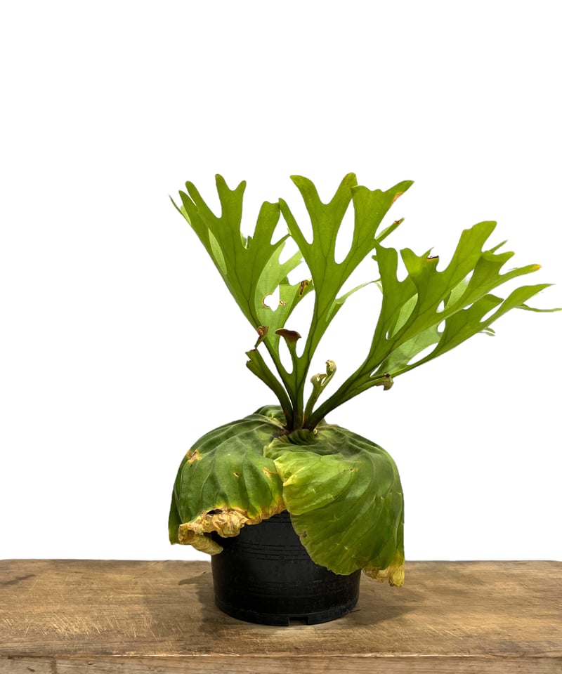 ビカクシダ リドレイ(by ヌクル) 「Platycerium ridleyi (by Nuk
