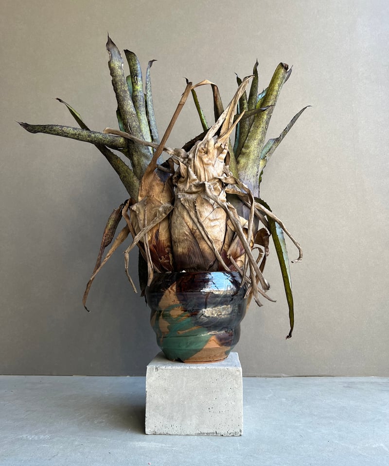 ホヘンベルギア レオポルド ホルスティ x ペンナエ+ Masaki Tomabechi (