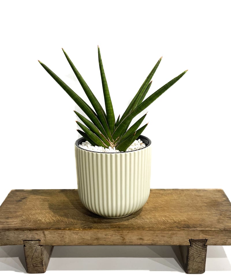 サンセベリア バイデント (フランシシー x ココ)「Sansevieria bident