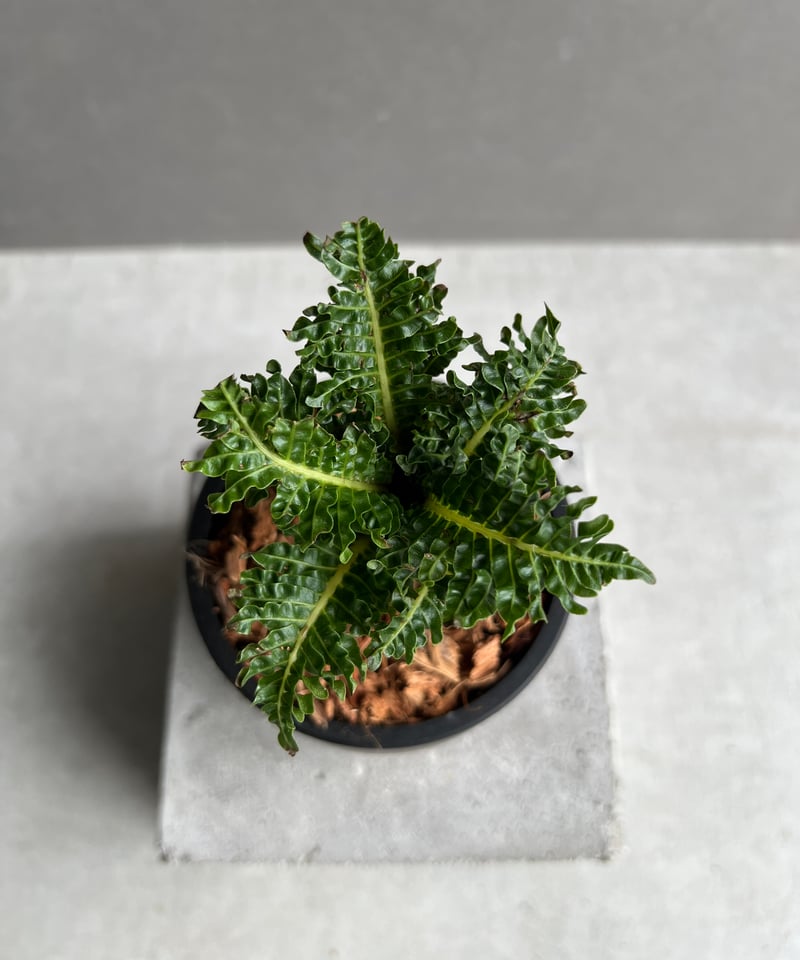 ブレクナム ギッバム ドワーフ 「Blechnum gibbum Dwarf 」22C | S