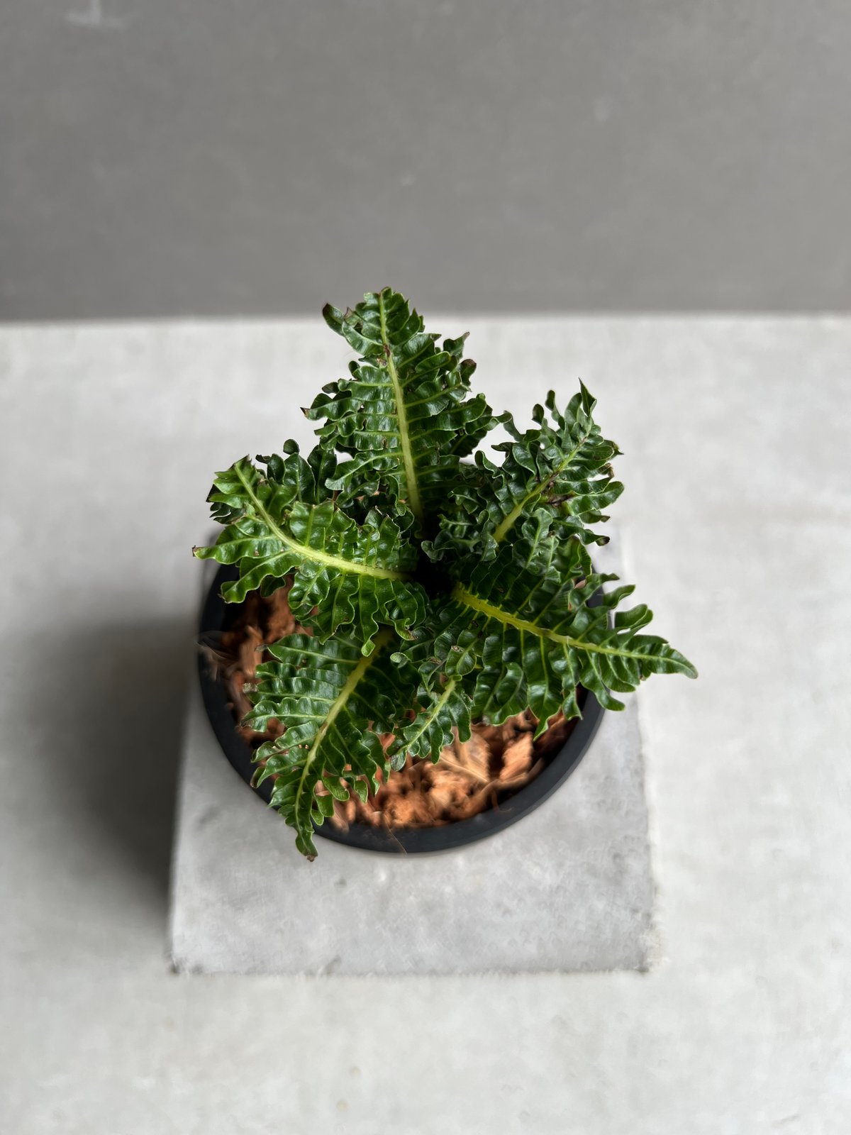 ブレクナム ギッバム ドワーフ 「Blechnum gibbum Dwarf 」22C | S