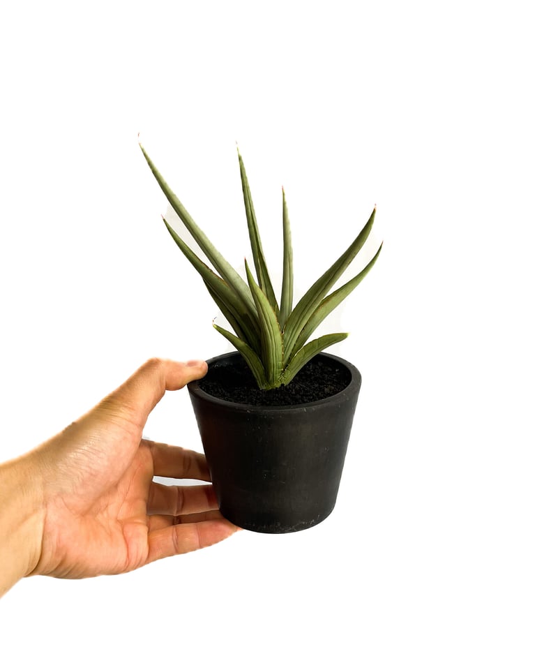 サンセベリア ダンシング ドラゴン「Sansevieria Dancing Dragon サンセベリア ダンシング ドラゴン「Sansevieria Dancing Dragon