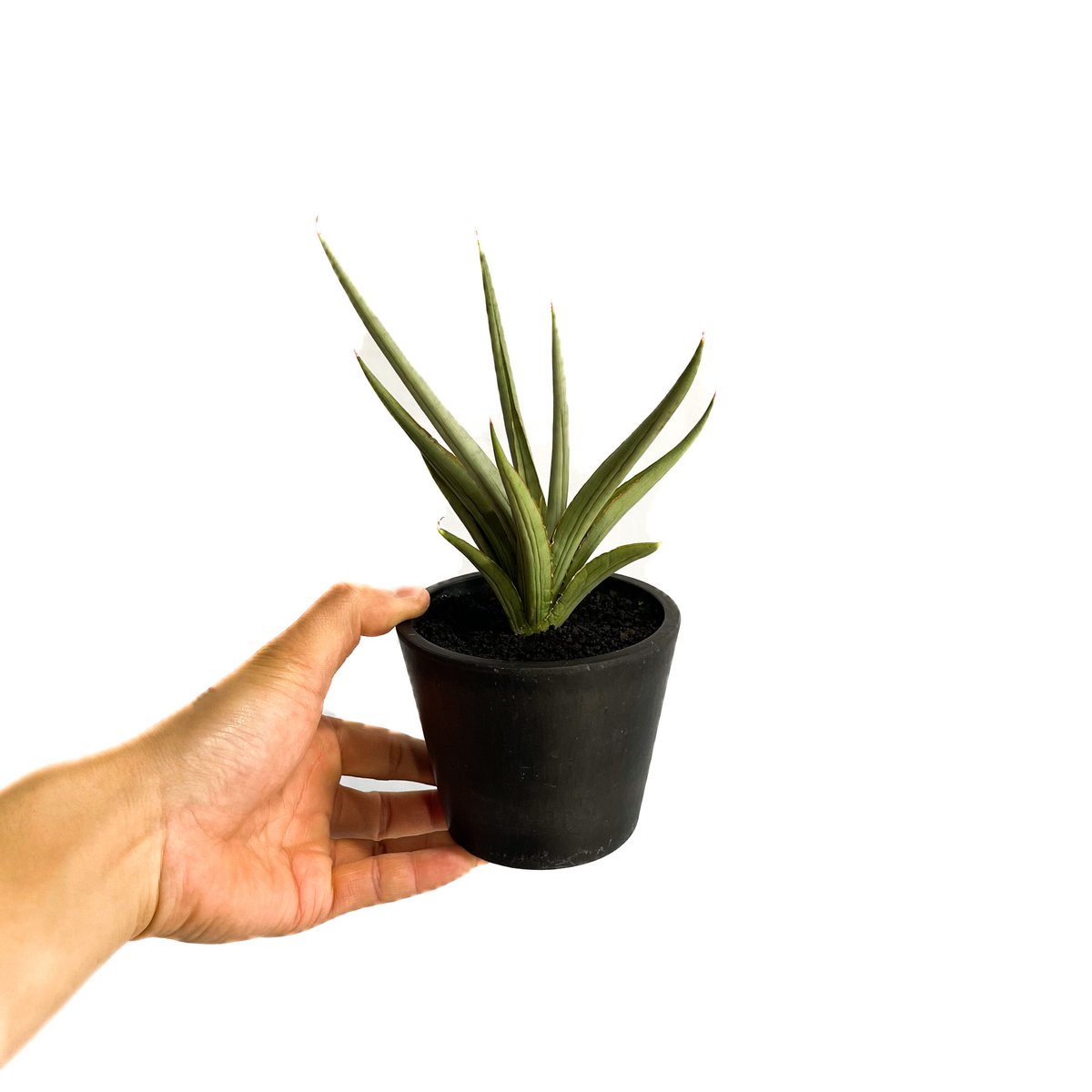 サンセベリア ダンシング ドラゴン「Sansevieria Dancing Dragon サンセベリア ダンシング ドラゴン「Sansevieria Dancing Dragon
