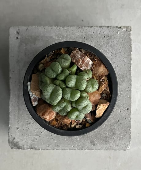 CATEGORY Plants | SHOUCHIKUEN