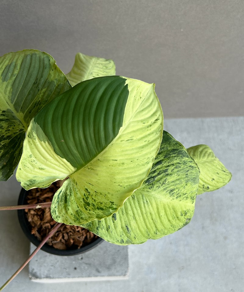 ホマロメナ sp. レッド ステム 斑入「Homalomena sp. Red Stem Va