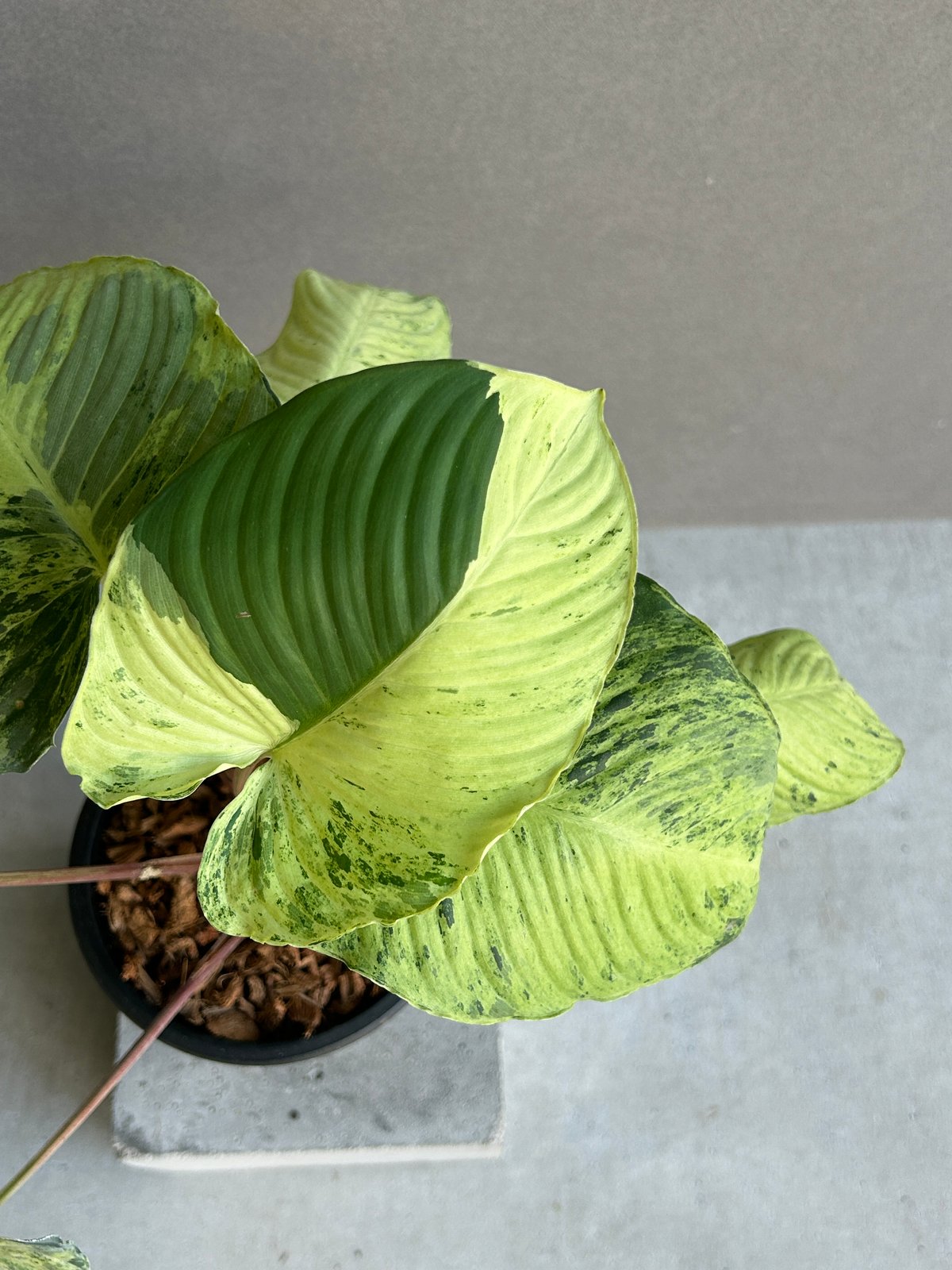 ホマロメナ sp. レッド ステム 斑入「Homalomena sp. Red Stem Va