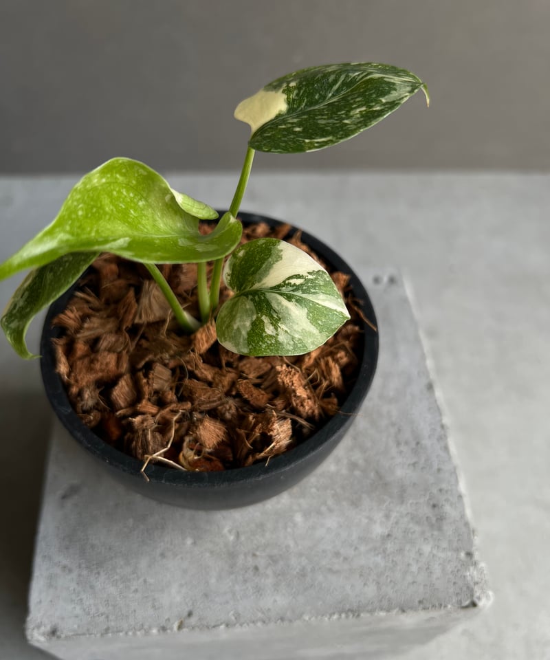 モンステラ　デリシオーサ　クリームブリュレ　クレームブリュレ モンステラデリシオーサクリームブリュレクレームブリュレ