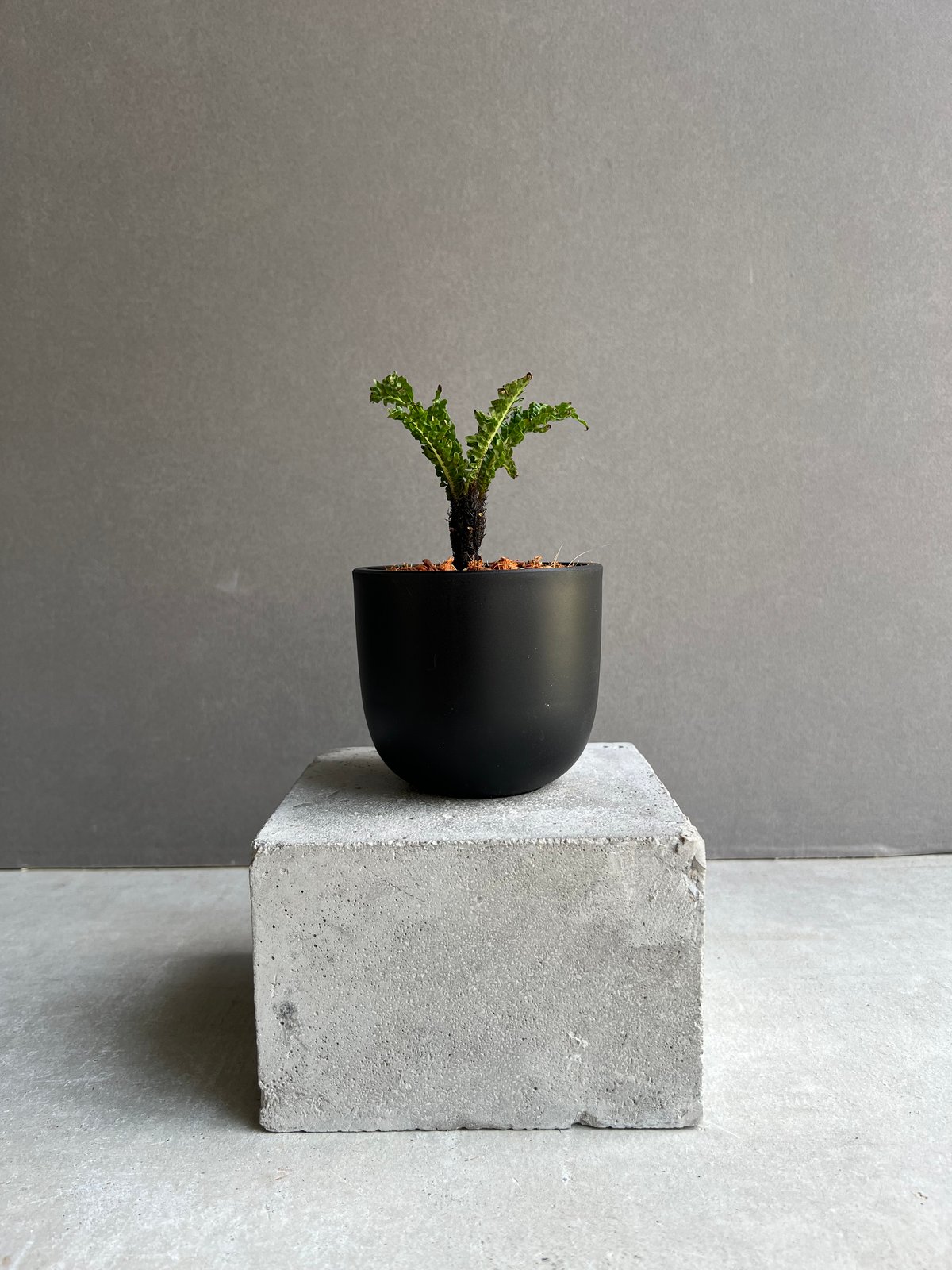 ブレクナム ギッバム ドワーフ ブレクナム ギッバム ドワーフ 「Blechnum gibbum Dwarf 」75D